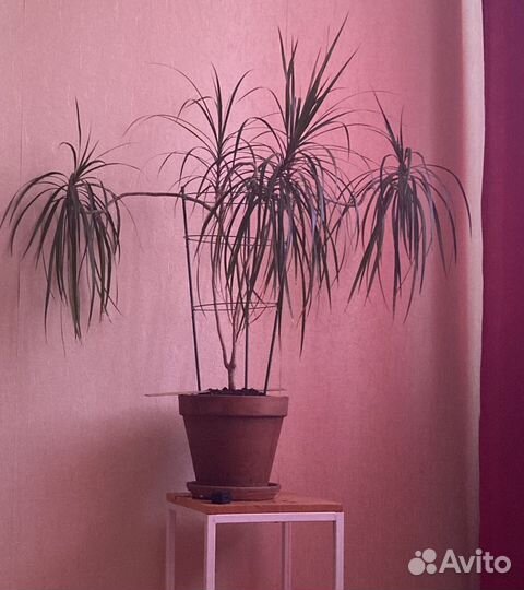 Драцена 1,5 м в глиняном горшке