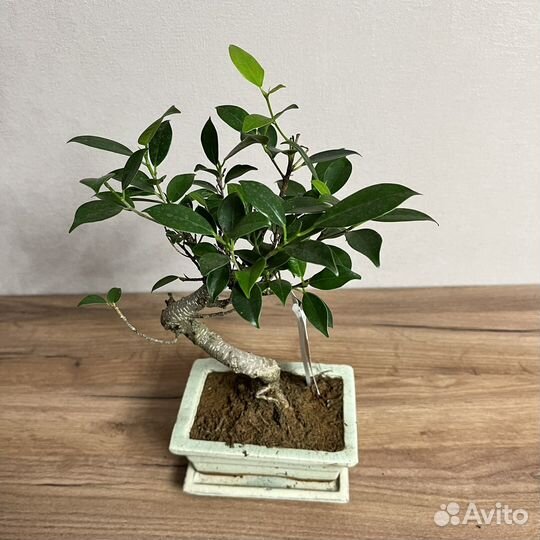 Бонсай дерево живое