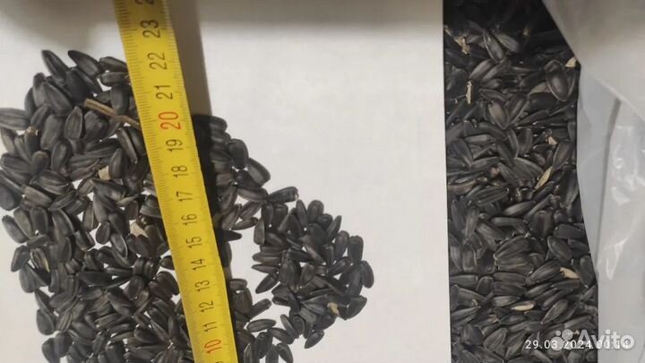 Семечки подсолнечника для птиц