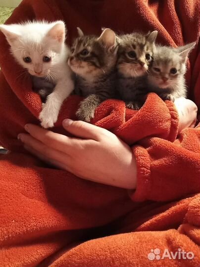 Котята в добрые руки 1 месяц