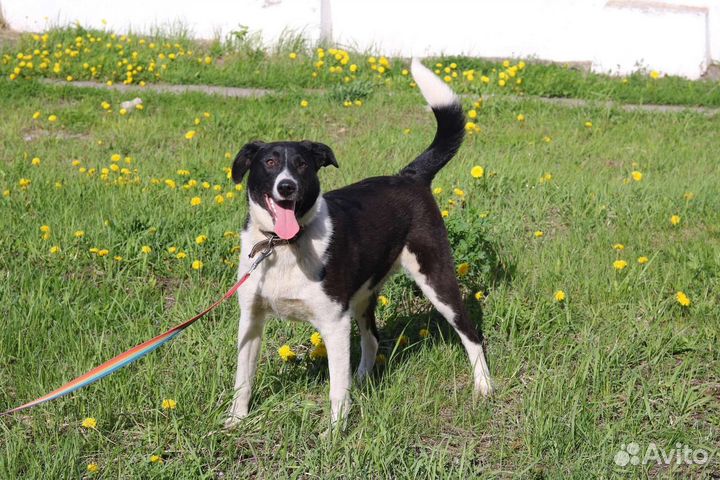 Яркая Айла, стерилизована