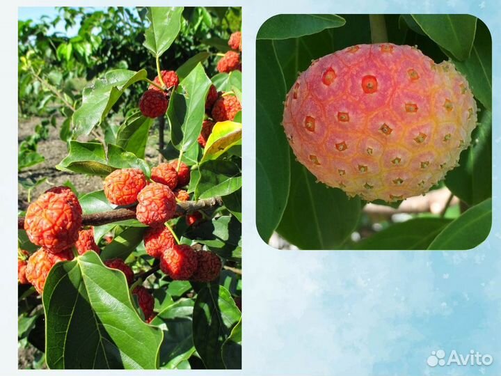 Саженцы Кудрании (Клубничное Дерево)