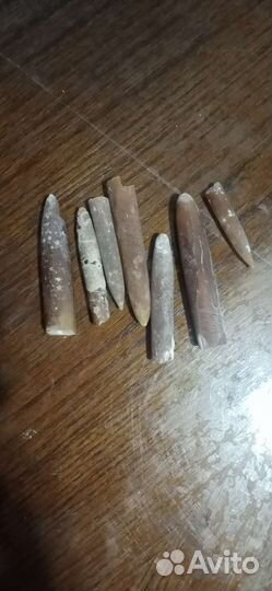 Белемниты чертовы пальцы