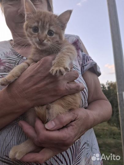 Котята в добрые руки