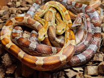 Змея маисовый полоз группа