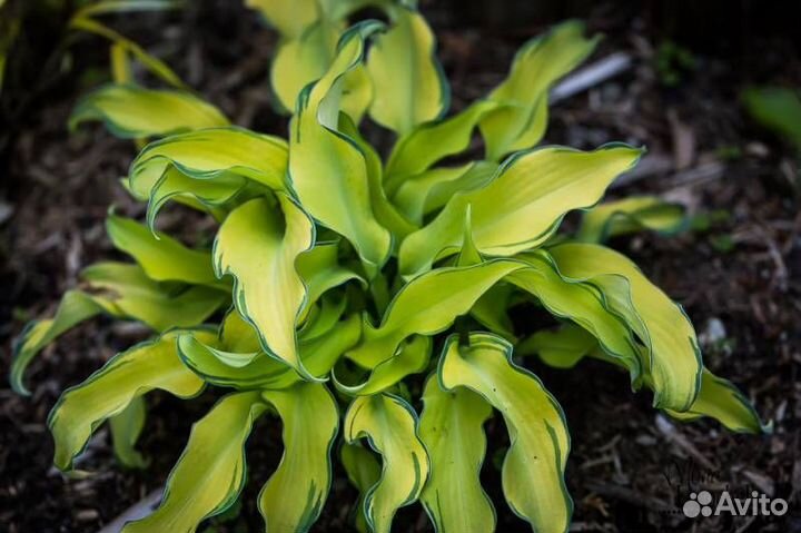 Хосты средние (маленькие красавицы)