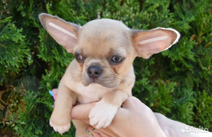 Чихуахуа - мальчик