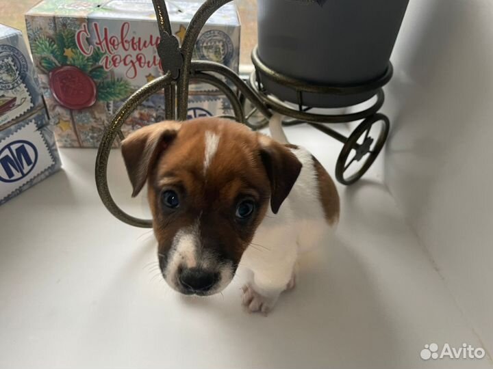 Щенки джек рассел терьер мальчик