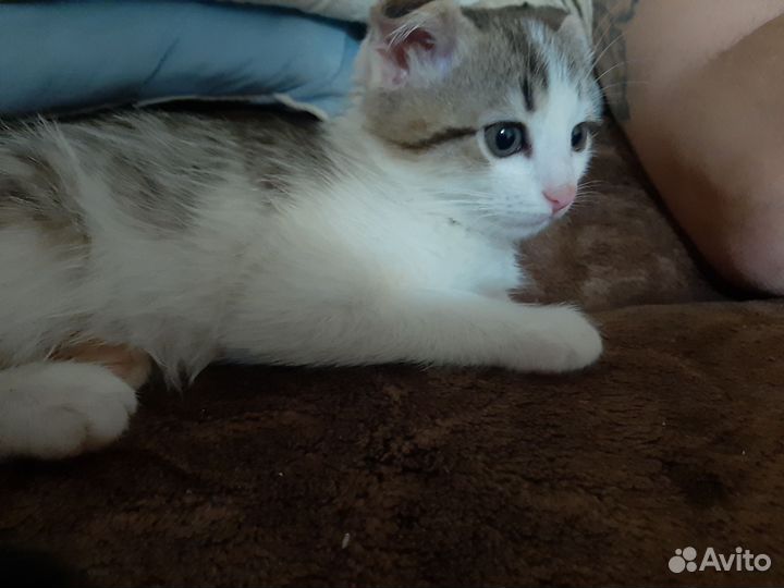 Нашли котенка