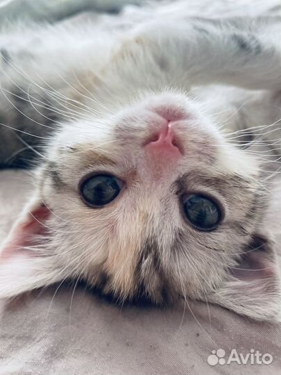 Отдам бесплатно котенка