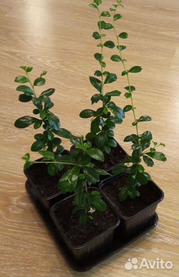 Кармона мелколистная