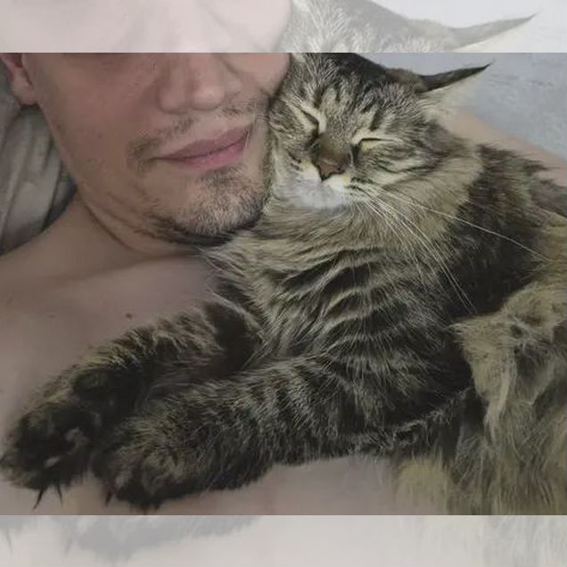 Взрослая, кошка в добрые руки