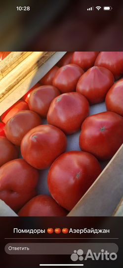 Помидор