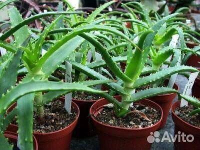 Алое древовидное (лечебное)