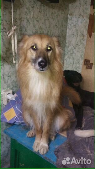 Небольшие, стерильные девочки