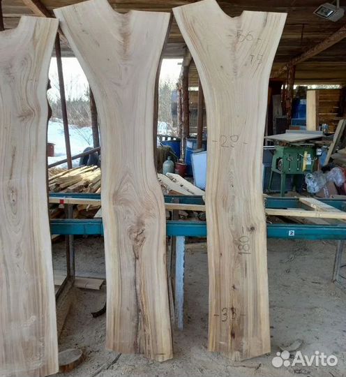 Слэбы листвинаца берёза ель сосна дуб черемуха