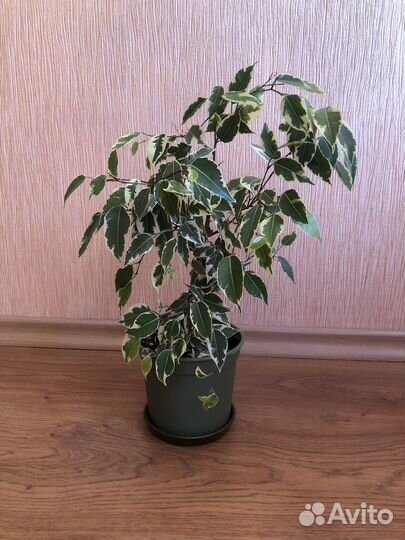 Комнатные цветы