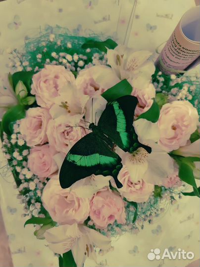 Живые тропические бабочки