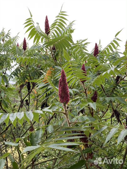 Саженцы сумах