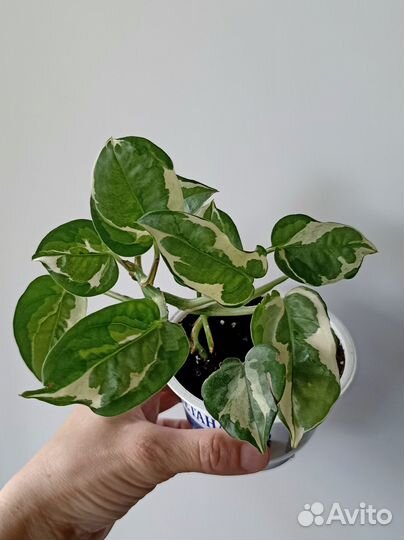 Сциндапсус эпипремнум