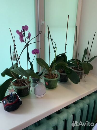 Фикусы монстера