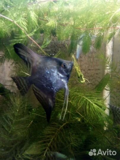 Рыбы аквариумные