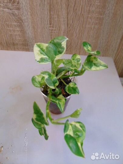 Коллекционные ароидные