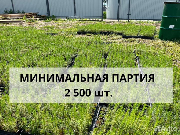 Сеянцы ели зкс от производителя