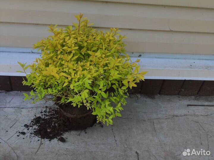 Многолетние садовые растения