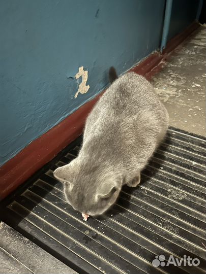 Кошка в добрые руки