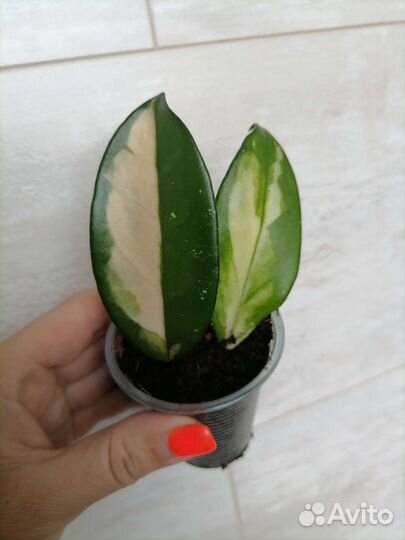 Хойи разные