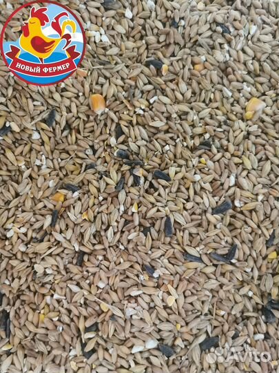 Комбикорм зерно