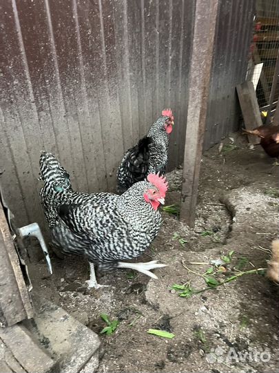 Молодые петухи