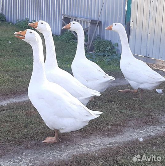 Гуси и утки молодые