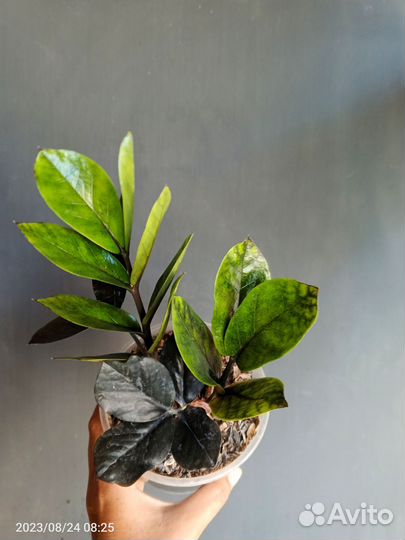 Замиокулькас чёрный равен