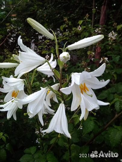 Лилия белая