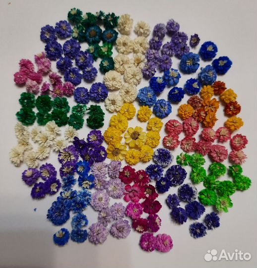 Сухоцветы в ассортименте