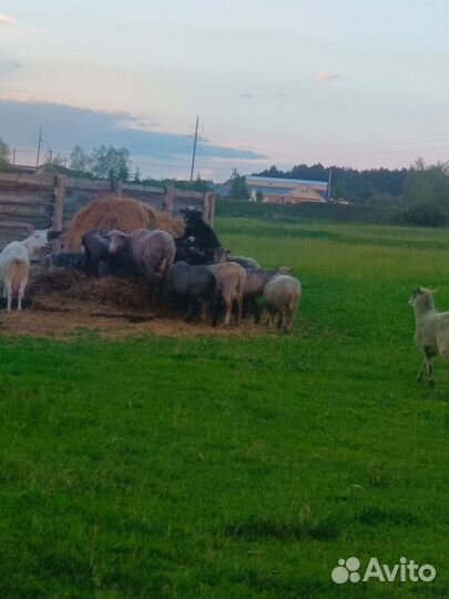 Овцы бараны