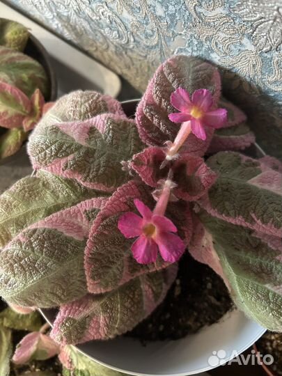 Эписция акварельная, pink smoke, детки