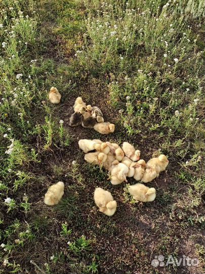 Гусята Линда и серые