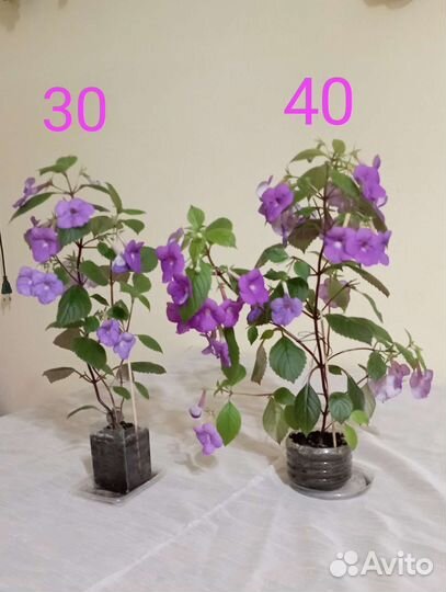 Ахименес ампельный