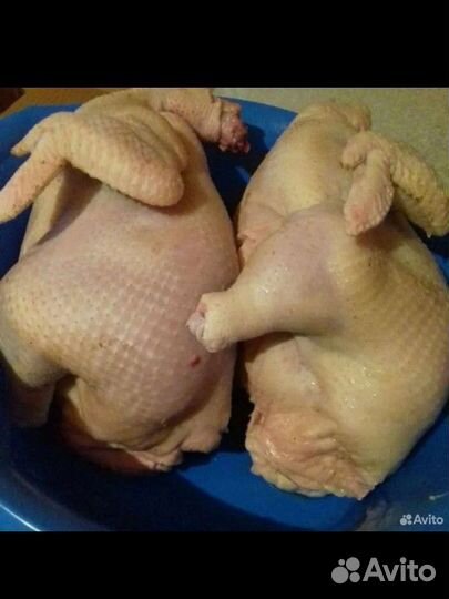 Домашние куры бройлеры