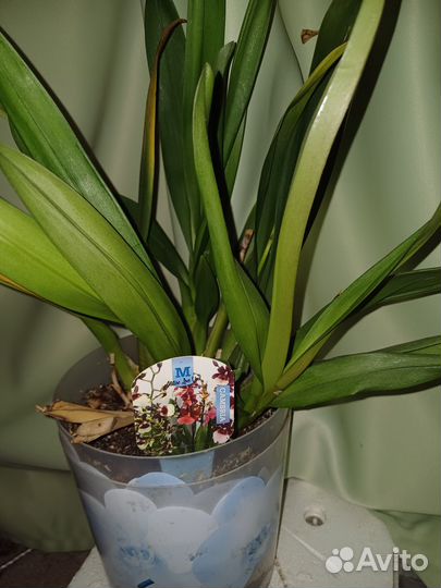 Орхидея камбрия