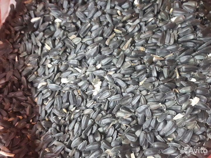 Подсолнечник (семечка)