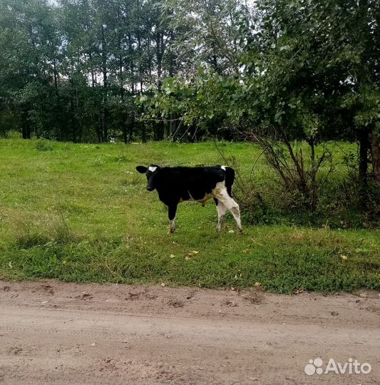 Корова и телята