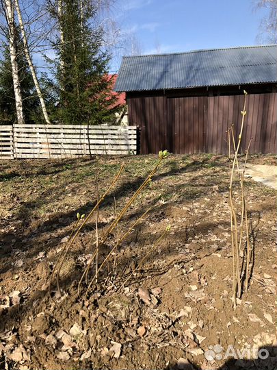 Саженцы серени