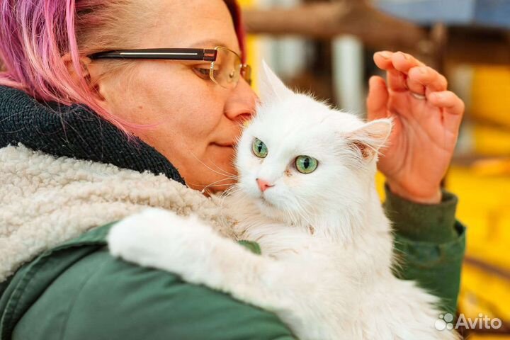 Кошка в дар