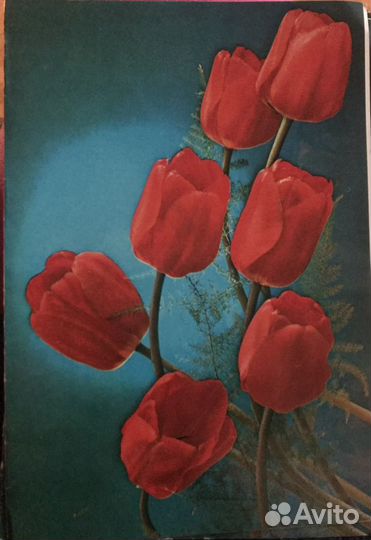 Открытки 1981 года СССР (новые, чистые)