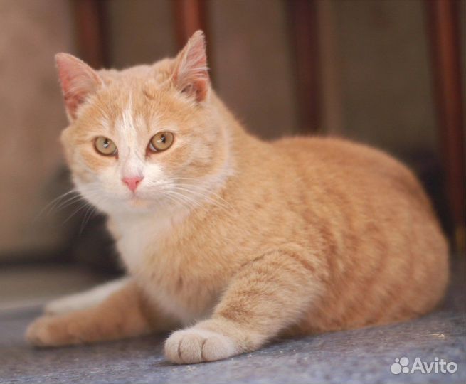 Солнечный котик ищет дом