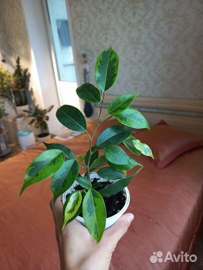 Фикус Керли, Регидан